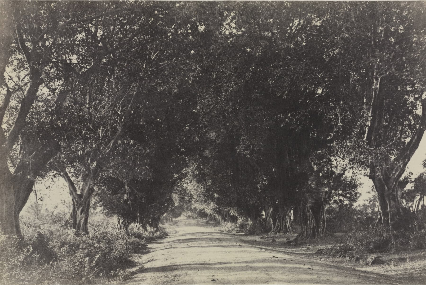 Avenue of banyan trees, Srirangam, archival photograph