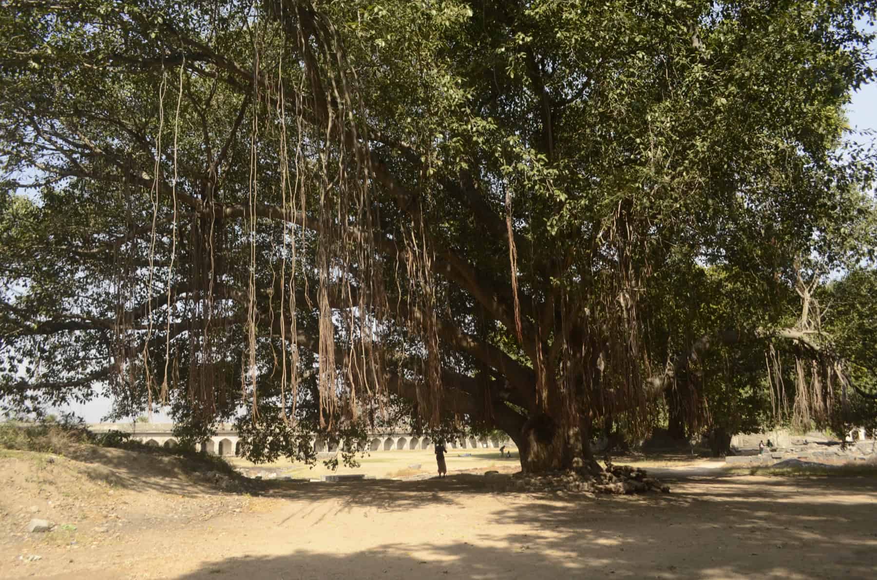 Banyan at Gingee