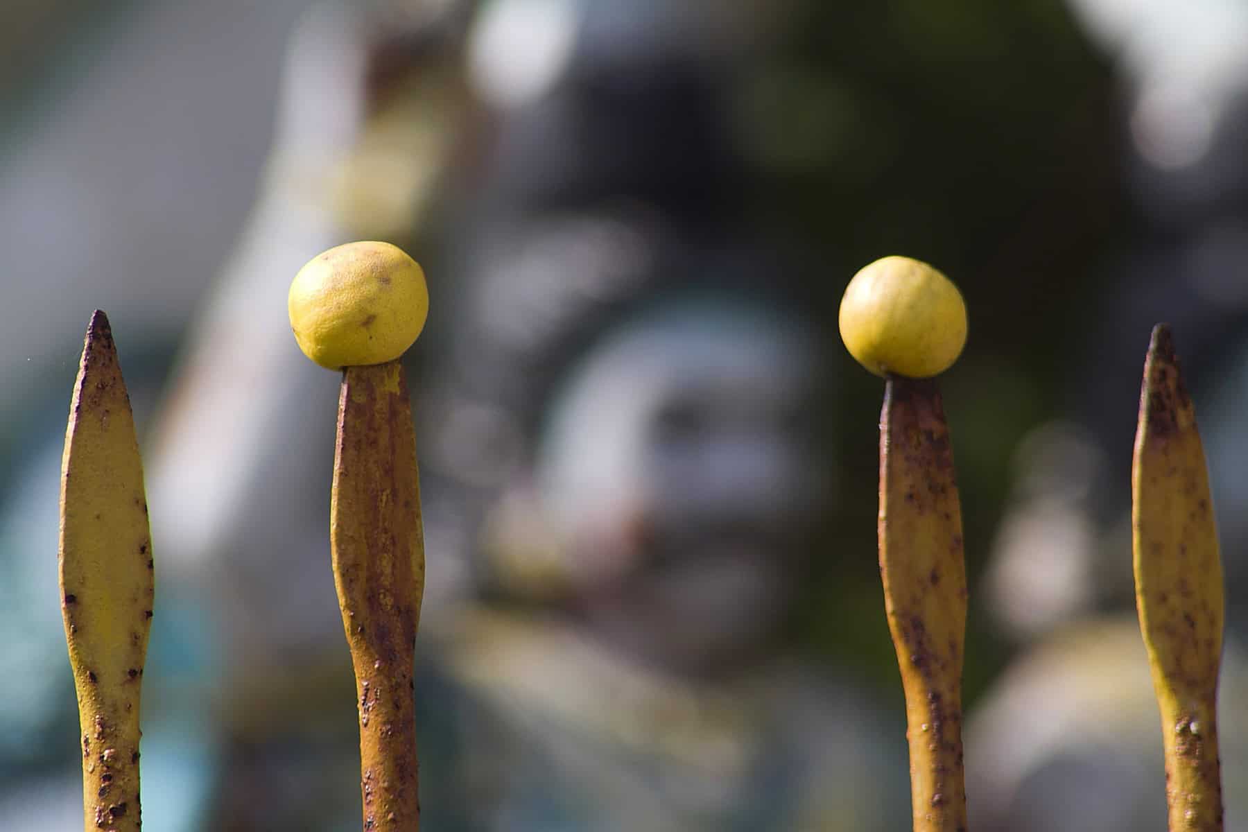Votive vel spears before a village guardian shrine